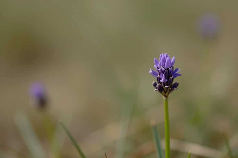 A vibrant purple wildflower stands in sharp focus amidst gently blurred grasses and distant blooms, capturing the quiet beauty one might encounter along a hiking trail or at a serene campsite in the heart of nature.