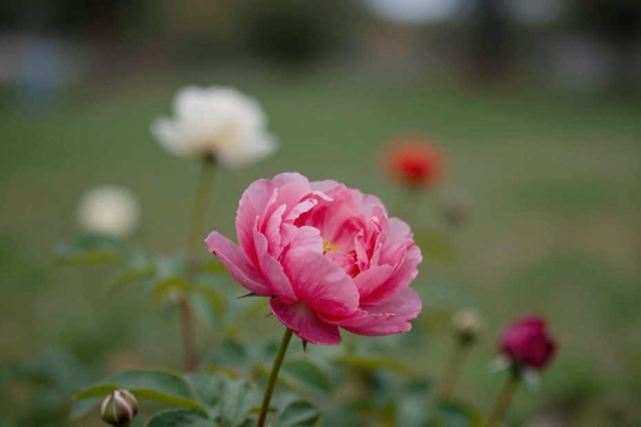 A vibrant close-up of a pink rose in full bloom stands out against a blurred background of white, red, and purple wildflowers and lush green grass—capturing the serene beauty often discovered along hiking trails or at a peaceful campsite surrounded by nature.